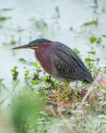 Green Heron with Fouled Bill-9.jpg