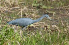 Little Blue Heron-1.jpg
