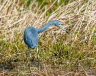 Little Blue Heron-3.jpg