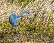 Little Blue Heron-4.jpg