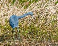 Little Blue Heron-5.jpg
