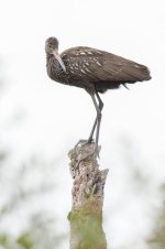 Limpkin on Top of Tree-4.jpg