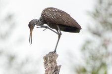 Limpkin on Top of Tree-13.jpg