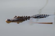 Alligator-1.jpg