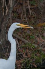 Great Egret with Prey-3.jpg