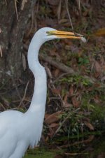 Great Egret with Prey-4.jpg