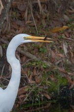 Great Egret with Prey-5.jpg