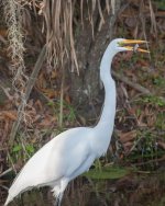 Great Egret with Prey-7.jpg