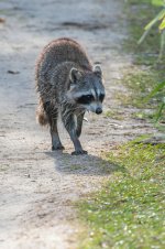 Raccoon-1.jpg