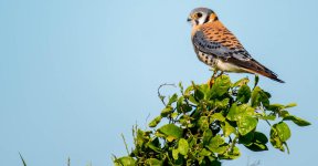 DSC_1142.jpg