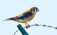 DSC_1133.jpg