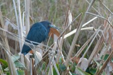 Blur-colored Heron?-1.jpg