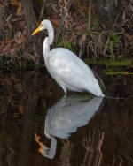 Reflected Great Egret-1.jpg