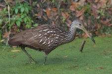Early Limpkin-1.jpg