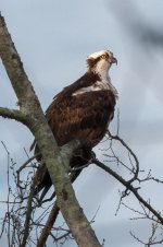 Perched Osprey-1.jpg