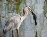 Invasive Species Removal-1.jpg