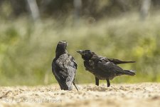 15A_8069_webshot.jpg