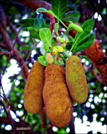 2-1-15 Arboredum Fruit.jpg