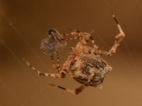Spider3.jpg