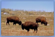 Buffalo on Antelope Island 2-7-2015.jpg