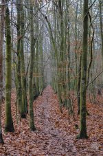 DSC_0036.jpg