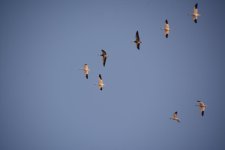 DSC_1958.jpg