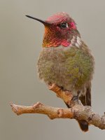 Hummer4.jpg