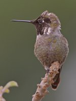 Hummer8.jpg