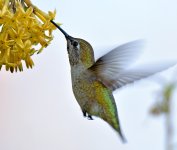 Hummer23.jpg