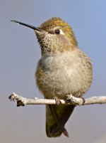 Hummer26.jpg