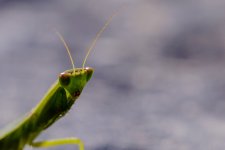 praying mantis.jpg