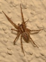 Spider.jpg