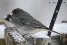 Dark-eyed Junco 04.jpg