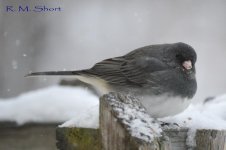 Dark-eyed Junco 15.jpg