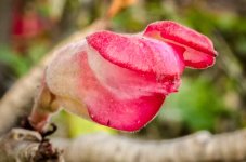 flowers-1.jpg