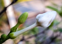 flowers-4.jpg