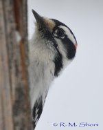 DSC_2451.jpg