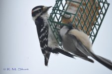 DSC_2388.jpg