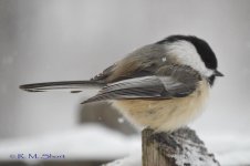 DSC_2312.jpg