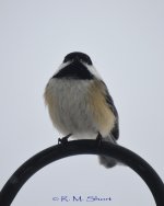 DSC_2461.jpg