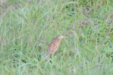 DSC_1297.jpg