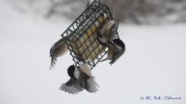 Chickadee clip frames 02.jpg