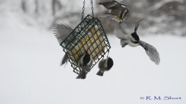 Chickadee clip frames 05.jpg