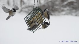 Chickadee clip frames 10.jpg