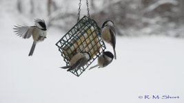 Chickadee clip frames 11.jpg