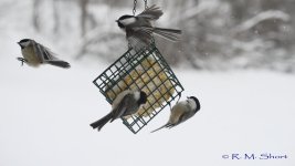 Chickadee clip frames 29.jpg