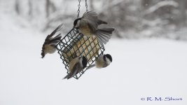 Chickadee clip frames 30.jpg