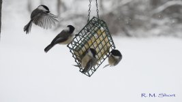 Chickadee clip frames 39.jpg