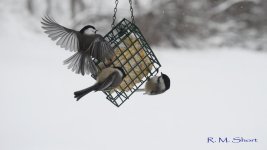 Chickadee clip frames 49.jpg