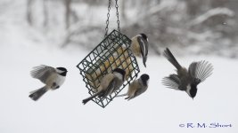 Chickadee clip frames 54.jpg
